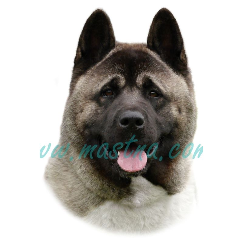 Samolepka americká akita 267
