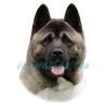 Samolepka americká akita 267