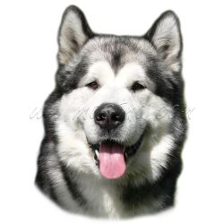 Samolepka aljašský malamut 249