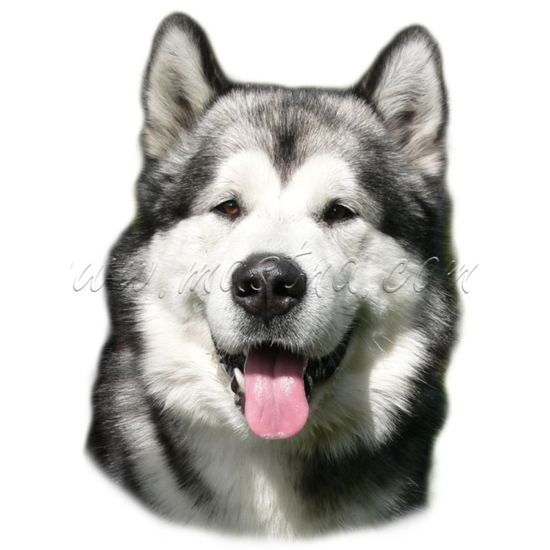 Samolepka aljašský malamut 249