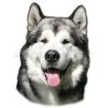 Samolepka aljašský malamut 249