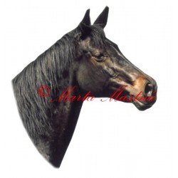 Samolepka kůň teplokrevník Langara