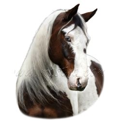 Paint horse, cob, samolepka koně
