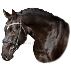 Sportovní kůň, český teplokrevník vraník, samolepka koně