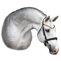 Sportovní kůň, český teplokrevník bělouš, samolepka koně