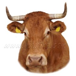 Limousine, skot, samolepka kráva rohatá