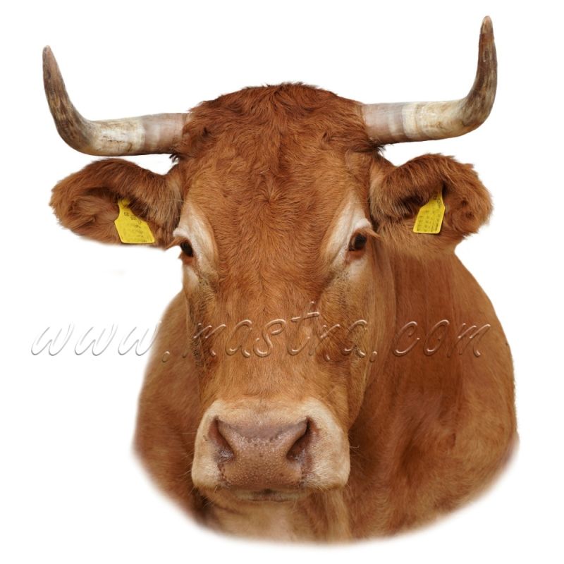 Limousine, skot, samolepka kráva rohatá