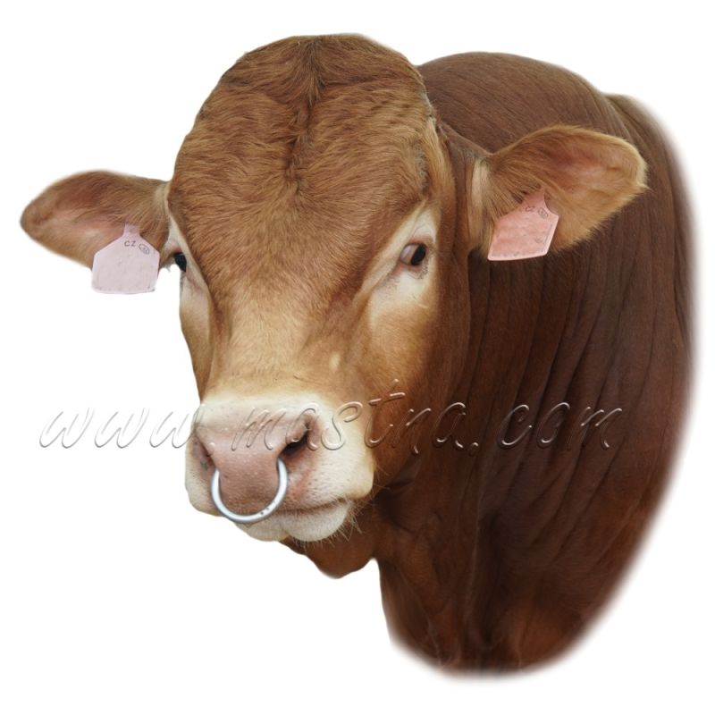 Limousine, skot, samolepka býk 2