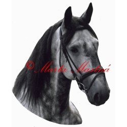 Samolepka kůň teplokrevník grošák