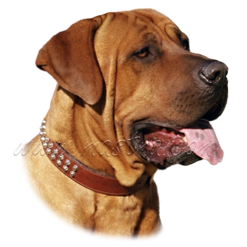 Samolepka tosa inu 91