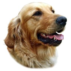 Samolepka zlatý retrívr, golden 349