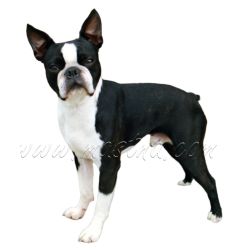 Samolepka boston teriér 432