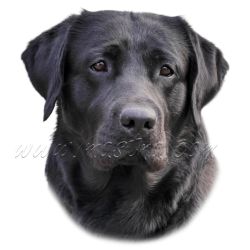 Labrador retrívr, samolepka oboustranná 366