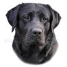 Labrador retrívr, samolepka oboustranná 366