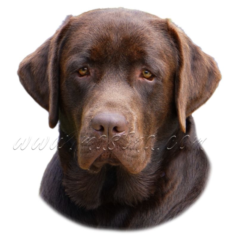 Labrador retrívr, retriever, samolepka oboustranná 365