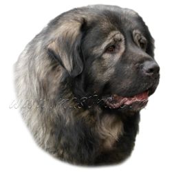 Labrador retrívr, retriever, samolepka oboustranná 365