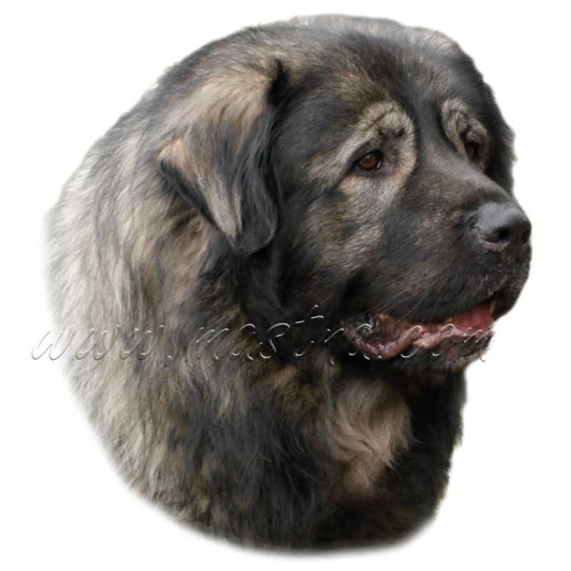 Labrador retrívr, retriever, samolepka oboustranná 365