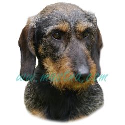 Jezevčík drsnosrstý, hrubosrstý, samolepka oboustranná 249