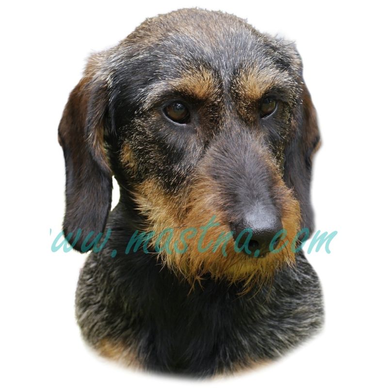 Jezevčík drsnosrstý, hrubosrstý, samolepka oboustranná 249