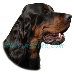 Gordonsetr, skotský setr, samolepka oboustranná 292