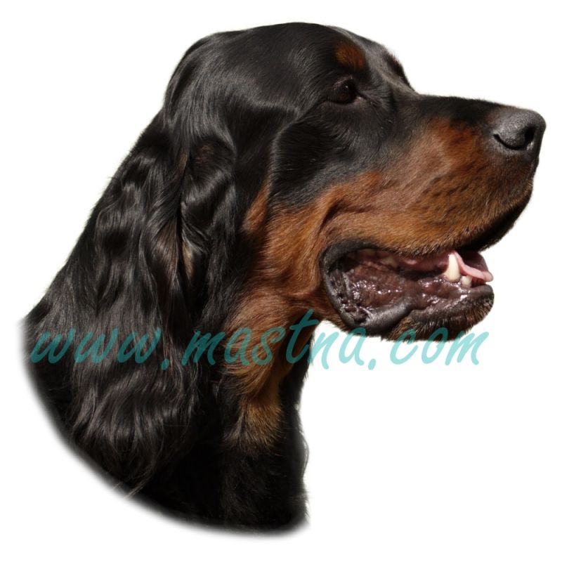 Gordonsetr, skotský setr, samolepka oboustranná 292