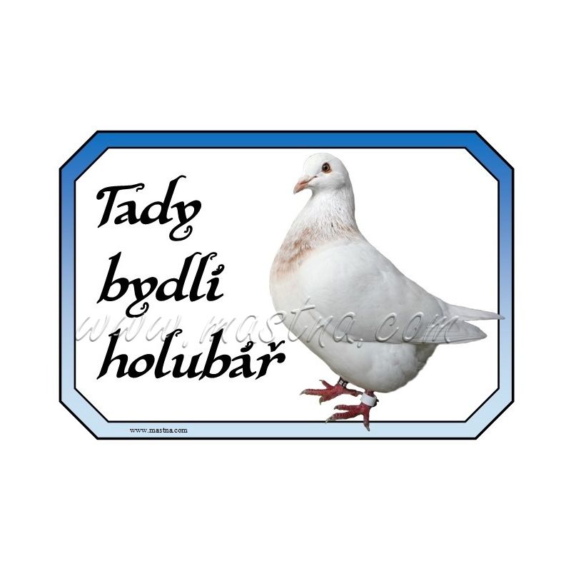 Holub texan, holubář