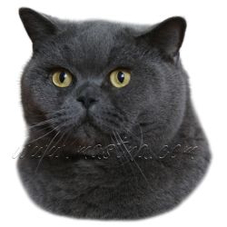 Kočka britská modrá 2025, samolepka