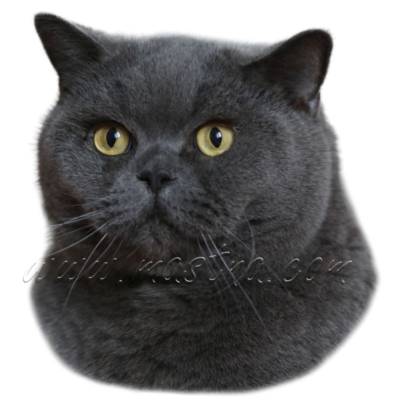 Kočka britská modrá 2025, samolepka