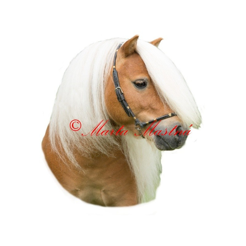 Samolepka kůň shetlandský pony Permoník