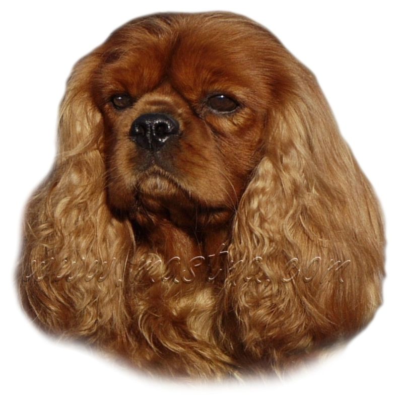 Kavalír king Charles španěl ruby, samolepka oboustranná 381