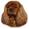 Kavalír king Charles španěl ruby, samolepka oboustranná 381