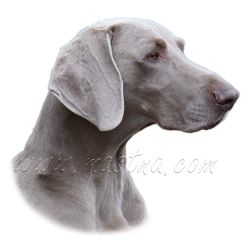 Výmarský ohař, samolepka oboustranná 495