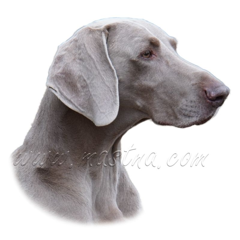 Výmarský ohař, samolepka oboustranná 495