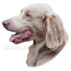 Výmarský ohař dlouhosrstý, samolepka oboustranná 496