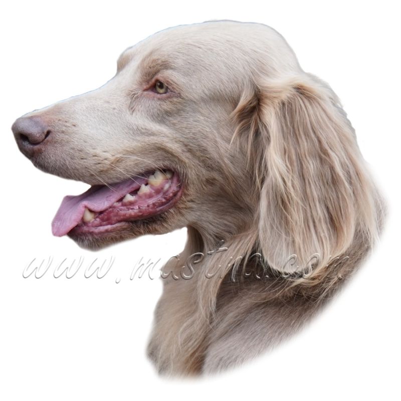 Výmarský ohař dlouhosrstý, samolepka oboustranná 496