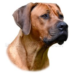 Rhodéský ridgeback, samolepka oboustranná 507