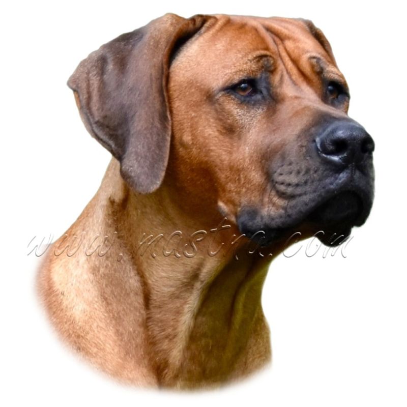 Rhodéský ridgeback, samolepka oboustranná 507