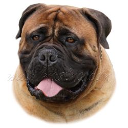 Bulmastif, samolepka oboustranná 81