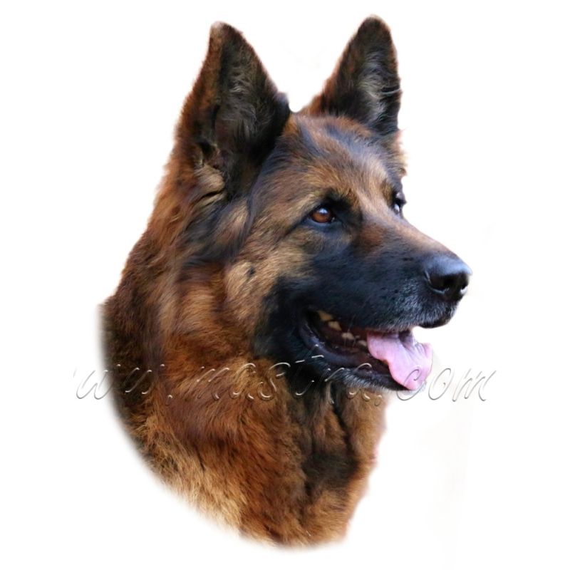 Německý ovčák dlouhosrstý, samolepka oboustranná č. 4