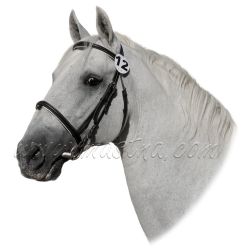 Lipicán, lipický kůň, samolepka oboustranná