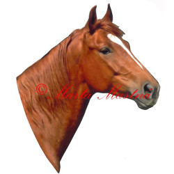 Samolepka kůň teplokrevník ryzák
