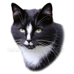 Kočka evropská černá s bílou, samolepka oboustranná