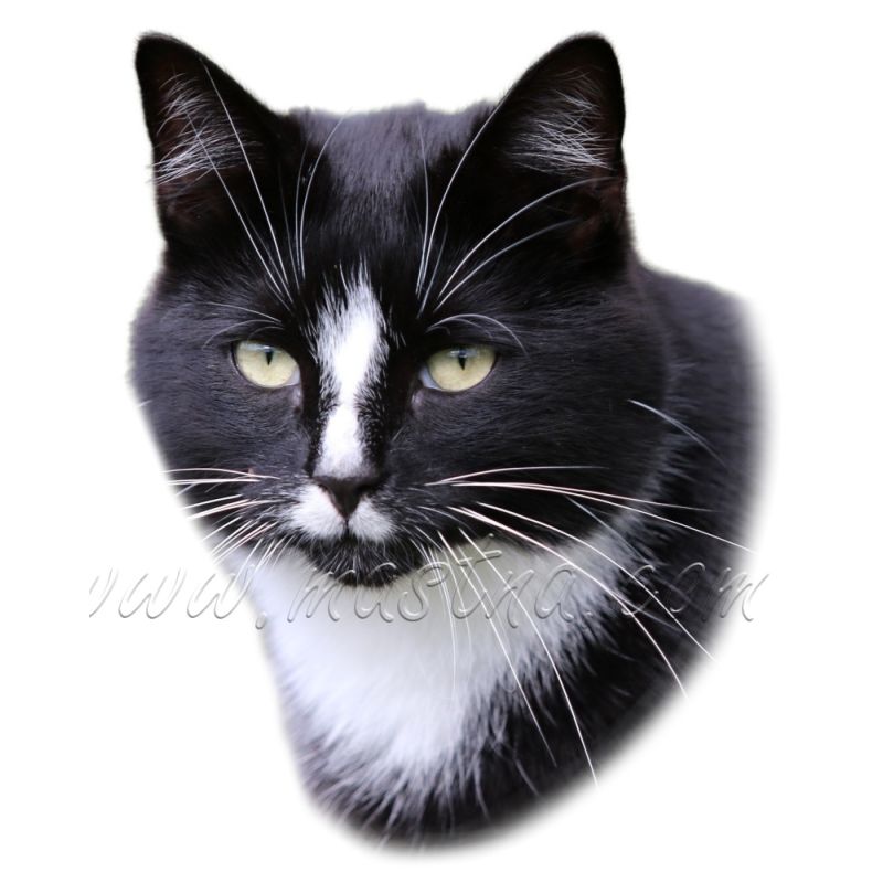 Kočka evropská černá s bílou, samolepka oboustranná