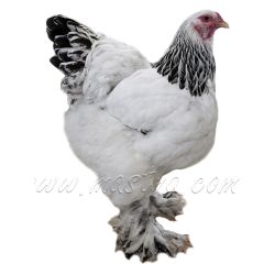 Brahmánka kolumbijská, samolepka oboustranná, drůbež, slepice