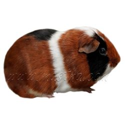 Samolepka morče hladkosrsté tříbarevné 2025, samolepka oboustranná