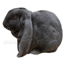 Anglický beran, králík, samolepka oboustranná