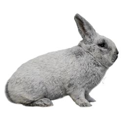 Velký světlý stříbřitý králík, samolepka oboustranná 2025