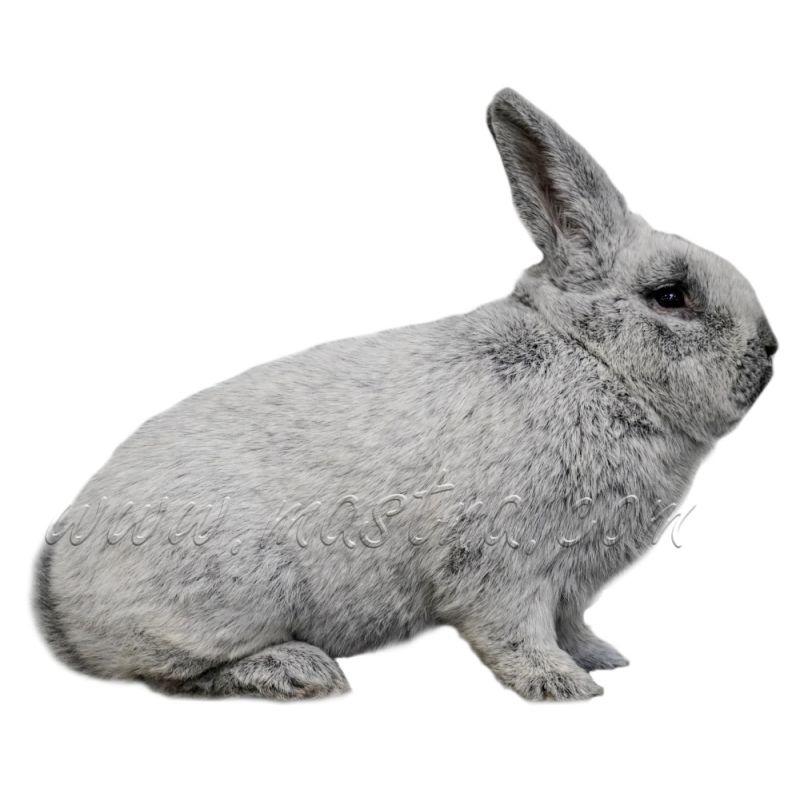 Velký světlý stříbřitý králík, samolepka oboustranná 2025