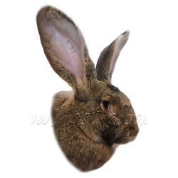 Belgický obr divoký, králík, samolepka oboustranná 2025