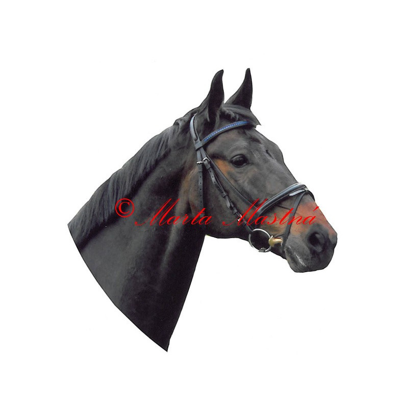 Samolepka kůň teplokrevník , hnědák